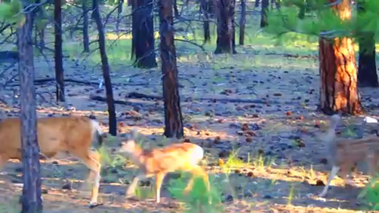 Biche et faons de Bryce canyon