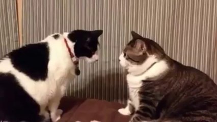 High noon cat stand off