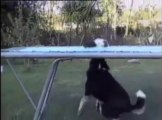 Videos de Risa: Una chinchilla saltarina (tepillao.com)