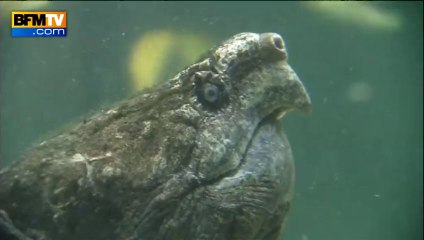 Allemagne: un garçon de huit ans attaqué par une tortue alligator - 14/08