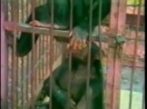 Videos de Risa: Unos monos un poco traidores (tepillao.com)