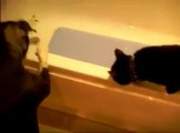 Videos de Risa: Un perro empuja al gato dentro de la bañera (tepillao.com)