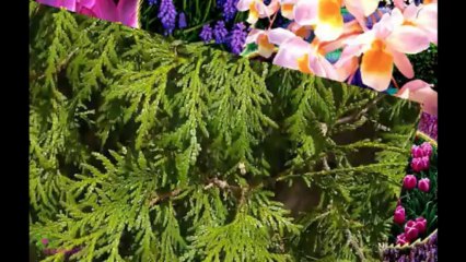 CAFECafe Black Label Άρωμα EDT Σπρέυ