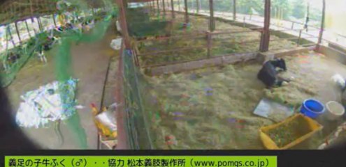 20130812  ぎんちゃん、針さん、ナナちゃん、銀ちゃん