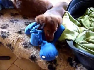 chiots teckel et son pouett