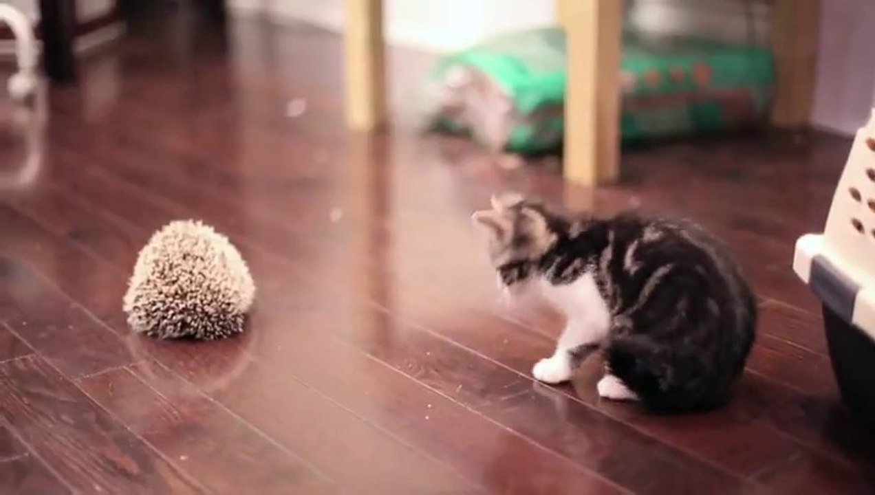 Un chaton rencontre un hérisson pour la première fois... Piquant!! Mais trop mignon..
