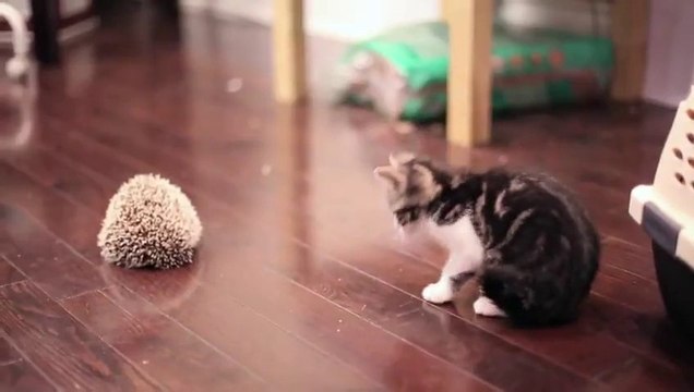 Un chaton rencontre un hérisson pour la première fois... Piquant!! Mais trop mignon..