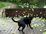 Dogs dream comes true!! 300 Tennis Balls to play with!!
