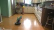 Cat Wearing A Shark Costume Cleans The Kitchen On A Roomba... WTF!?!?