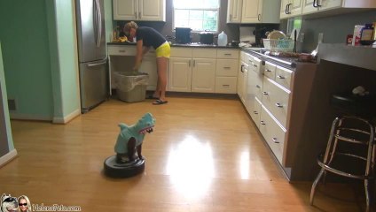 下载视频: Cat Wearing A Shark Costume Cleans The Kitchen On A Roomba... WTF!?!?