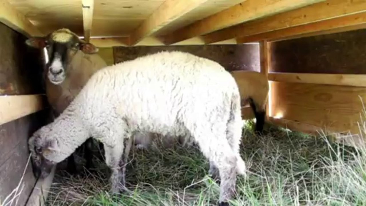 Un aéroport de Chicago embauche des animaux comme jardiniers