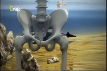 A INTELIGÊNCIA DAS ORCAS - DOCUMENTÁRIO