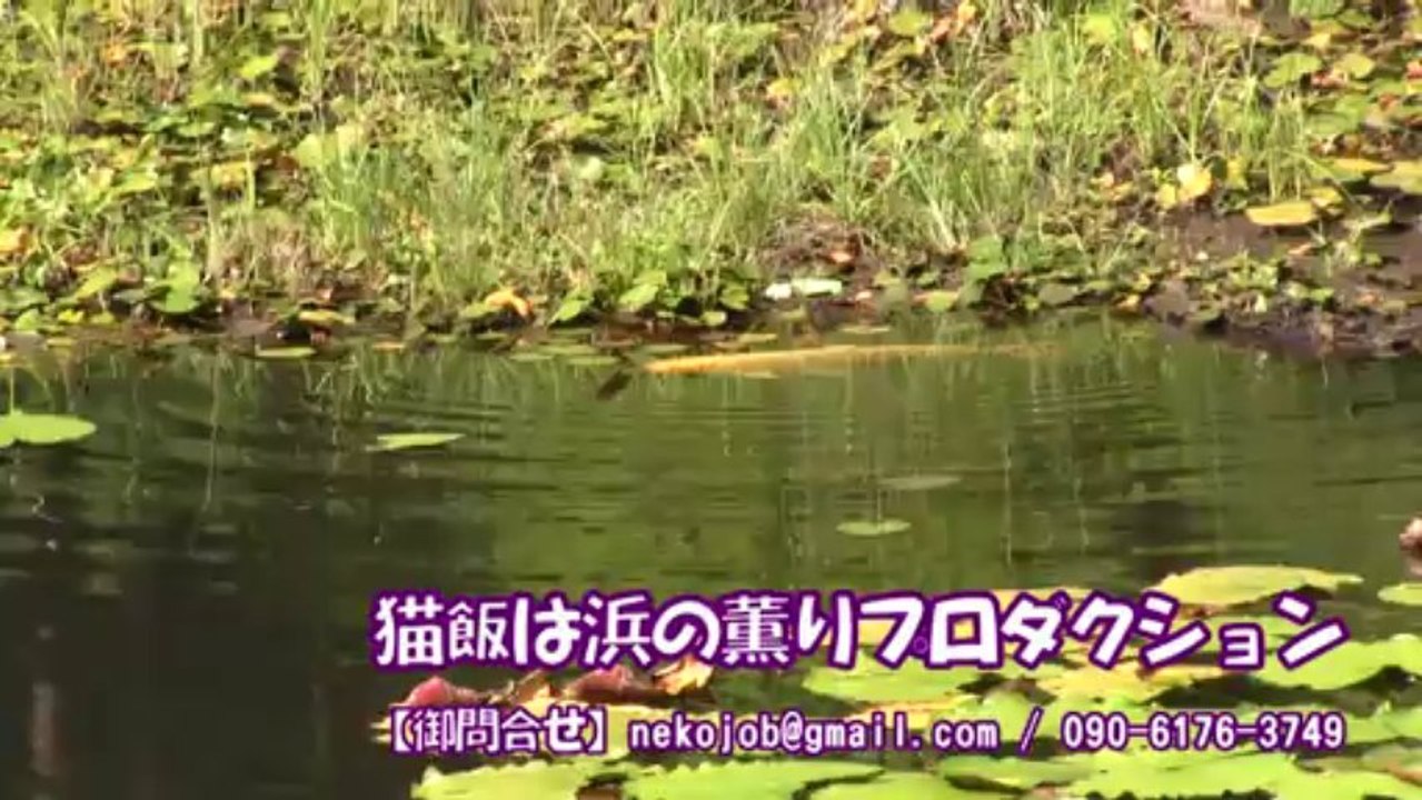 政府は嘘を吐きますが、カーエアコンのフィルターは嘘を吐きません　茨城県高萩市