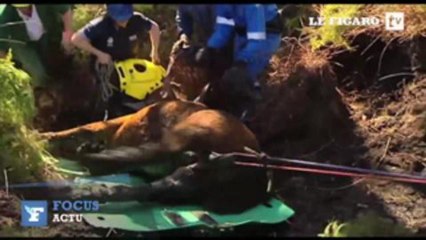 Sauvetage impressionnant d'un cheval tombé dans un fossé