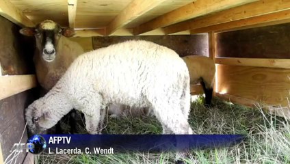As novas funcionárias do aeroporto de Chicago
