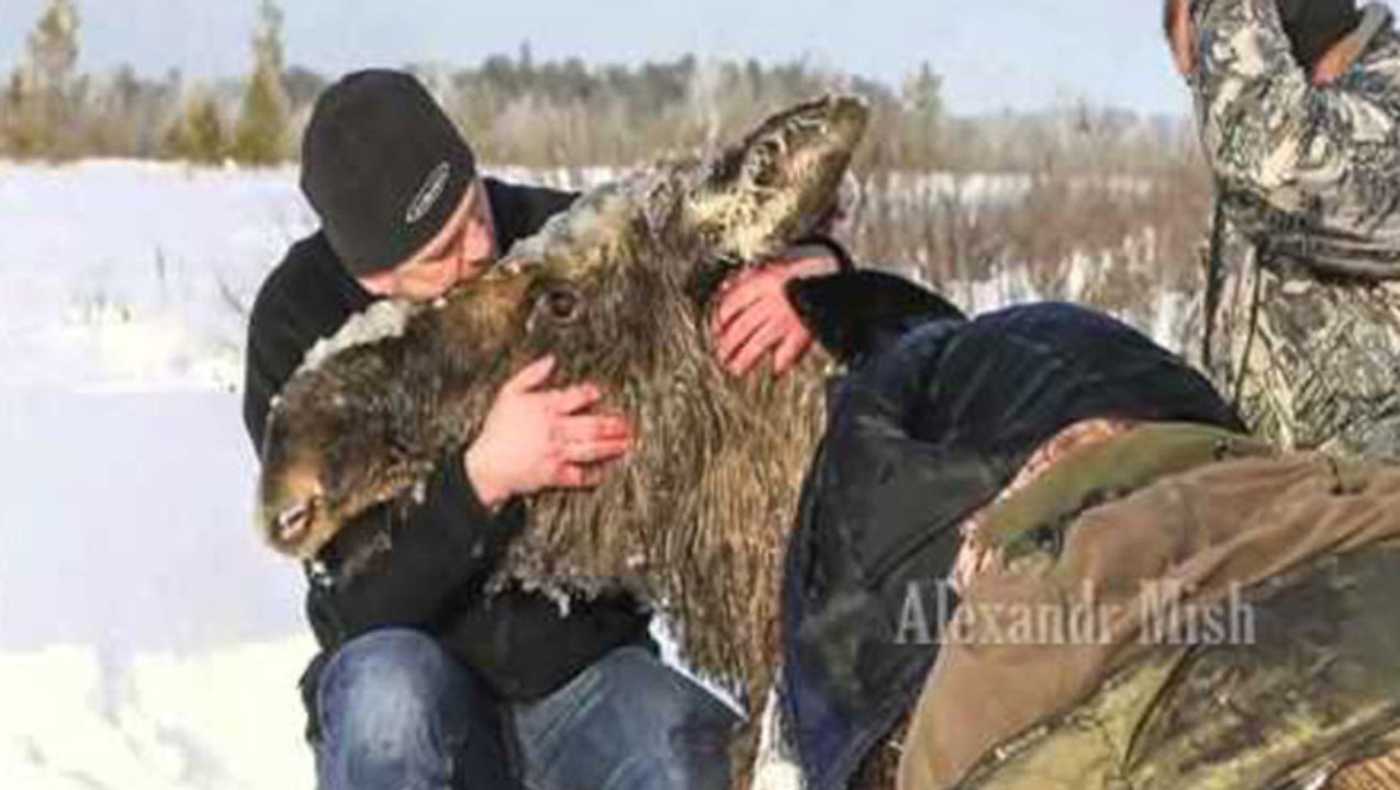 Compilation de sauvetages d'animaux