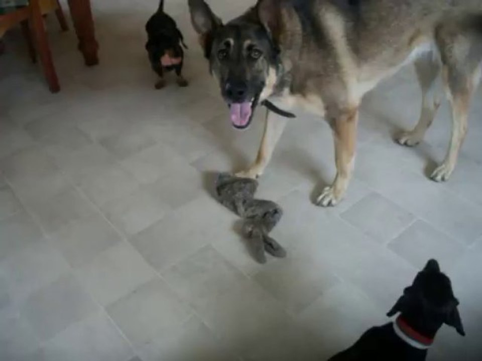 Les chiennes s'amusent pas mal fort....