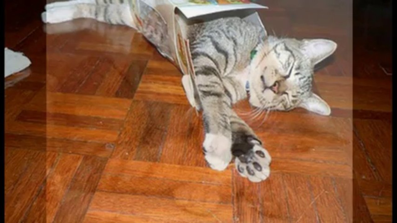 Katzen