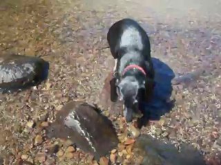 Chute de Charette avec ma teckel