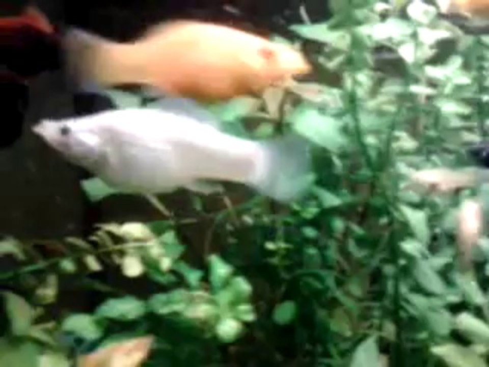 Aquarium - Molly Lyre, Dalmatien, Velifera, Guppy Et Platy