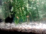 Aquarium - Alevins Black Molly, Guppy, Molly Et Platy