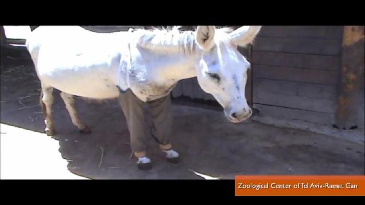 Abused Donkey Wears Pants to Heal Injured Legs