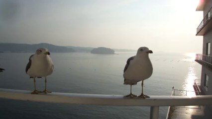 南三陸ホテル観洋のウミネコ 130808