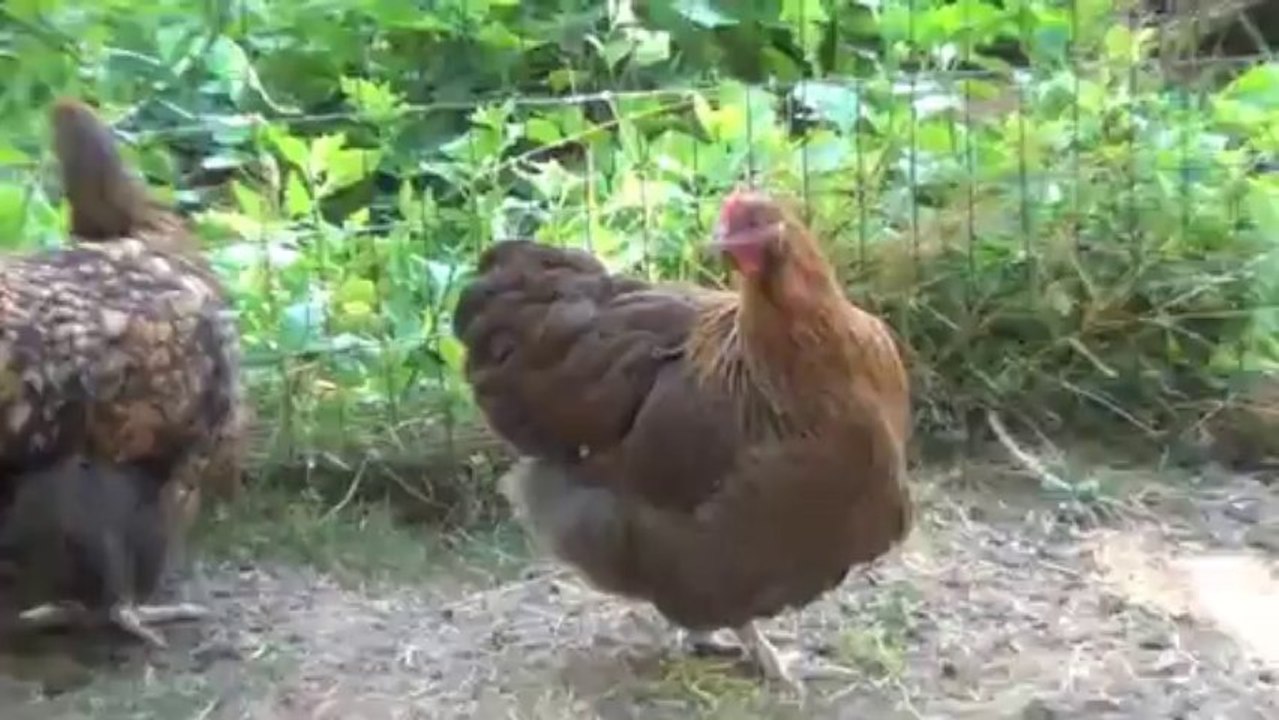 Monmarvès : à la découverte des poules orpington