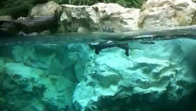 Parc animalier des Pyrénées - Argelès-Gazost - Ete 2013 (Yanni - The End of August)