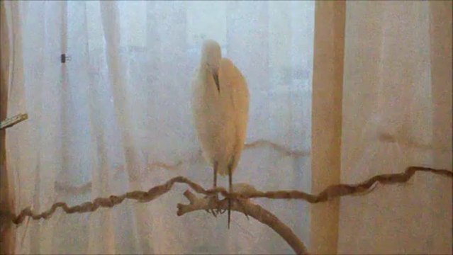 Cattle Egret 08/14/13