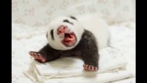 Maman panda retrouve son bébé // Giant Panda Baby Back to Mom's Embrace