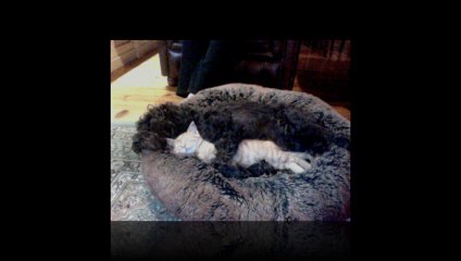 Bellarine Veterinary Practice