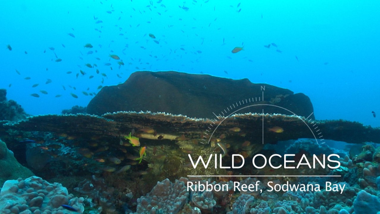 Reefscape Revealed