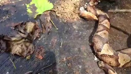 Kafası Kopan YIlan kendini Isırıyor