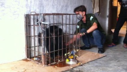 Siamang Kalaweit 31 Juillet