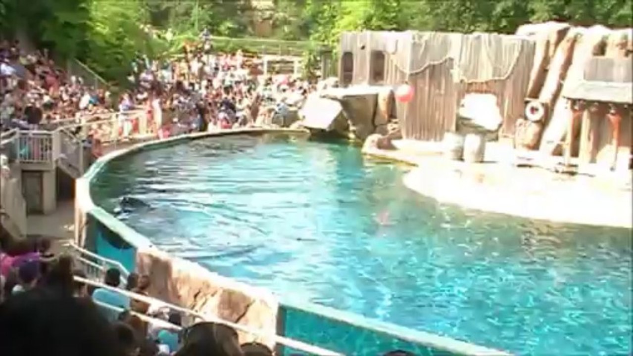 spectacle d'otaries au pal