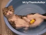 Funny cats in water compilation!!