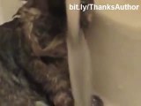 Compilation de chats dans l'eau!! Ils détestent pas tous...