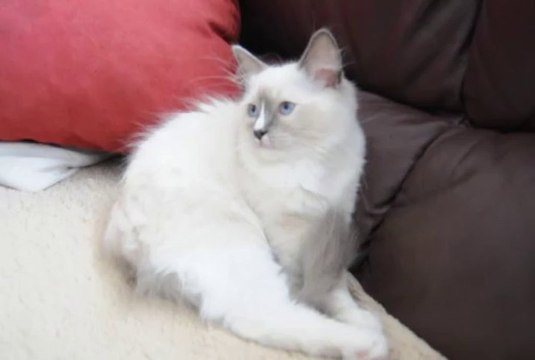 Indali Funny Ragdolls ( chaton femelle de teype bleu mitted )