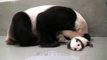 La maman Panda Géant réunie avec son bébé pour la première fois!!