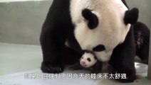 Giant Panda Baby Back to Mom's Embrace!! Cuttest Panda Hug!!
