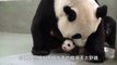 Giant Panda Baby Back to Mom's Embrace!! Cuttest Panda Hug!!