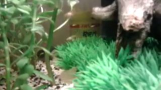 Aquarium - Vue D'ensemble Sur Mes Mollys, Guppys Et Platys