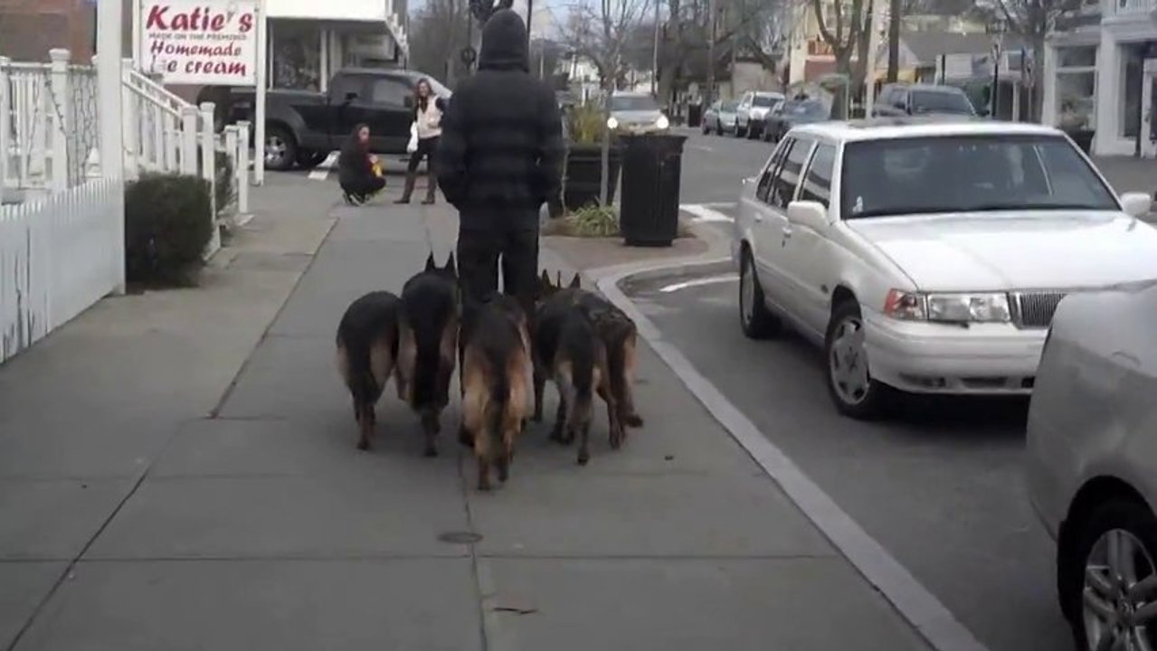 Promener 5 bergers allemands sans laisse