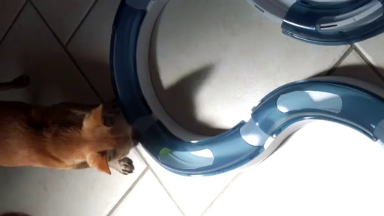 Qui a dit que ce jeu est pour les chats ?