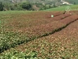 На юг Китая обрушился «Утор»