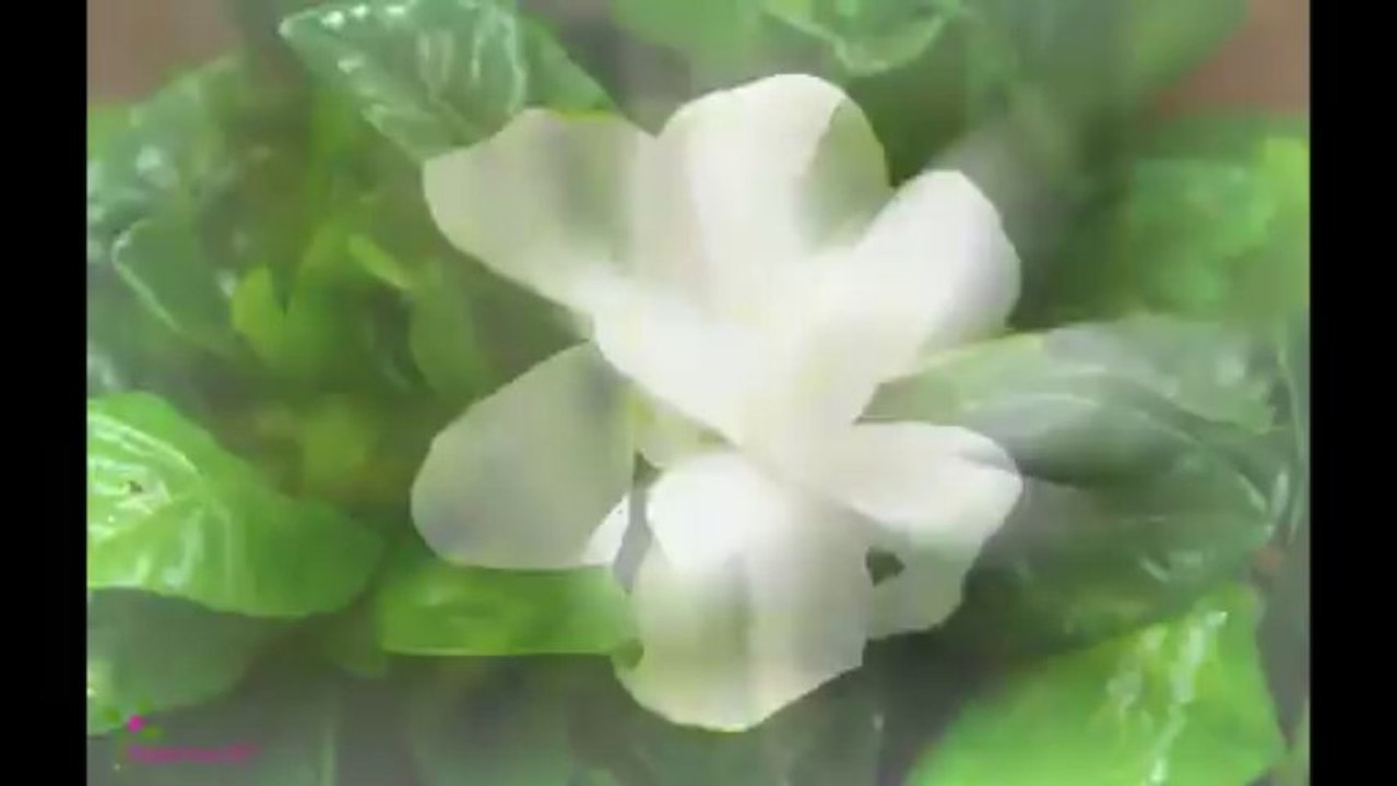 KIM KARDASHIAN Άρωμα EDP Σπρέυ