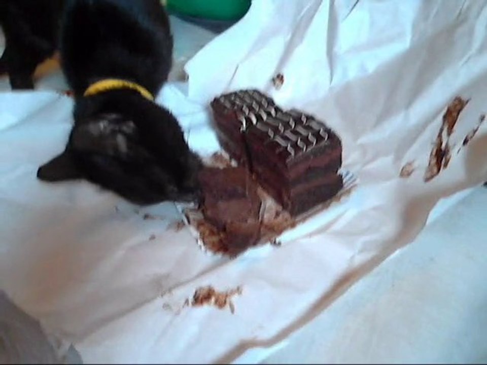 Le chat au chocolat