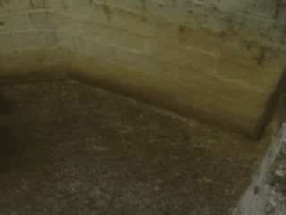 Mouton - coup de belier