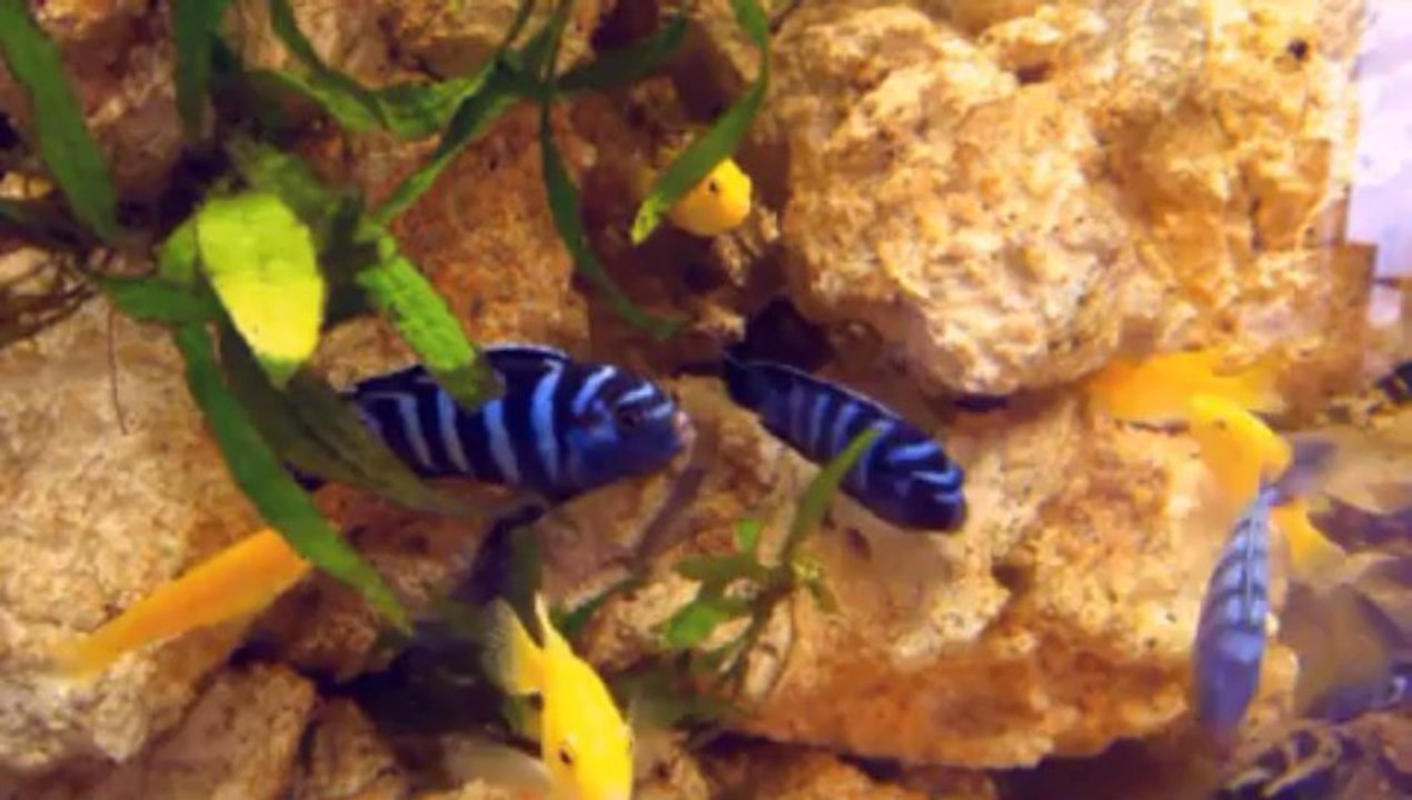 aquarium de cichlidés du lac Malawi, avec roches aquaroche